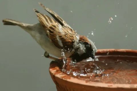 Small bird drinking water from a clay pot showing healthy hydration habits for pet birds