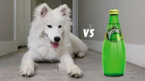 A white fluffy dog lying on the floor beside a green bottle of sparkling water, illustrating whether dogs can safely drink plain seltzer water.