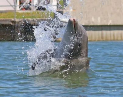 “A bottlenose dolphin splashing playfully at the water’s surface, representing how dolphins may accidentally ingest small amounts of seawater but do not drink it intentionally.”