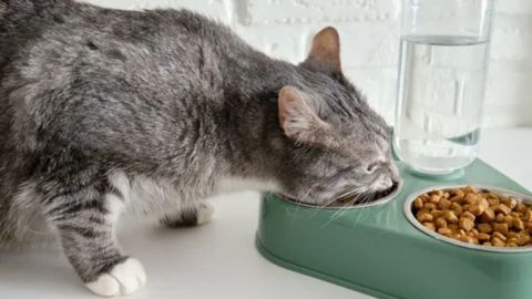 Before performing ultrasound on cat, highlighting risks of eating or drinking before exam that can block clear imaging results.