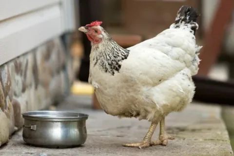 Chicken drinking fresh water from a clean container in a coop, illustrating safe hydration and proper liquid offering practices for healthy poultry.