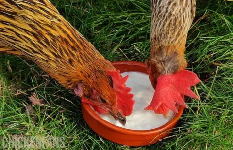 Two chickens drinking milk from a bowl on grass, showing why chickens struggle to digest milk due to lack of lactase enzyme.