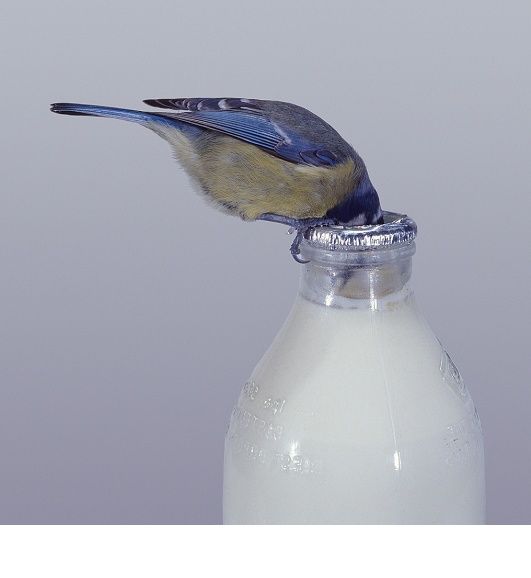 A small bird drinking from a milk bottle, showing the potential risks and digestive problems when birds consume milk.