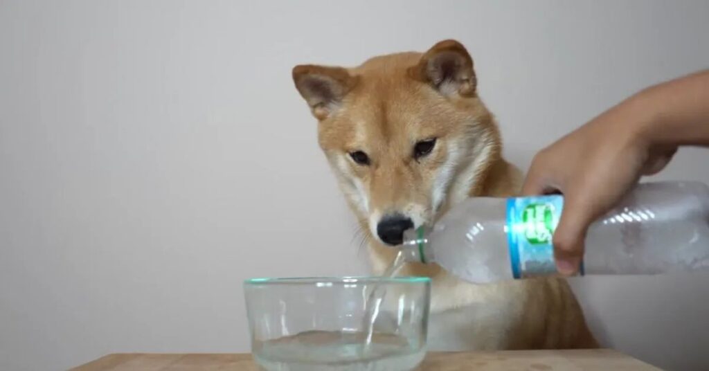 A Shiba Inu dog watching as someone pours plain sparkling water into a bowl, showing when it’s less risky for dogs to drink seltzer water.